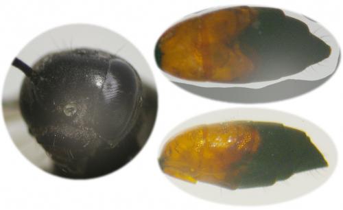 Réf. 63 302 : Arachnospila trivialis