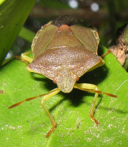 Palomena prasina