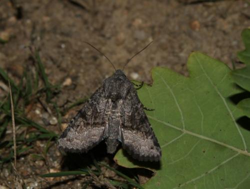Aporophyla sp.