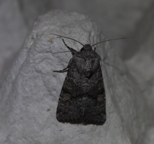 Aporophyla sp.