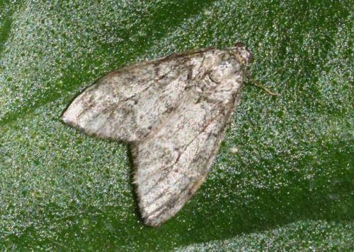 Tephronia sepiaria
