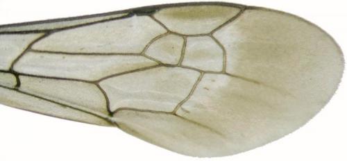 Arachnospila spissa
