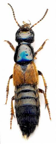 Philonthus spinipes