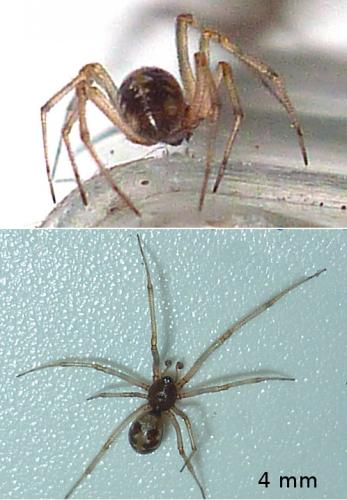 Steatoda triangulosa