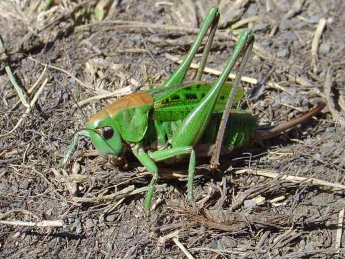 Réf. 63 752 : Decticus verrucivorus verrucivorus