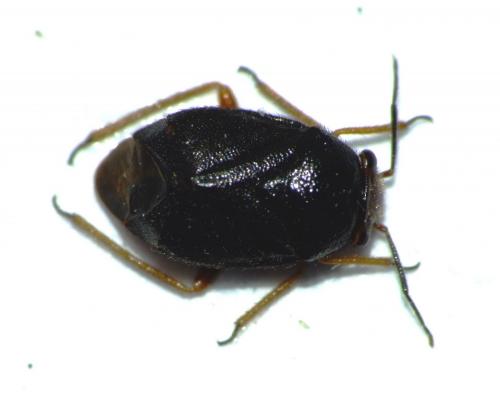 Réf. 63 236 : Strongylocoris sp.