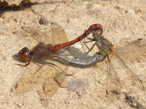 Sympetrum striolatum