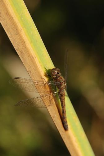Sympetrum striolatum
