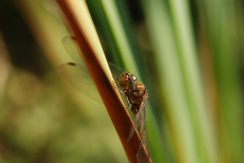 Sympetrum striolatum