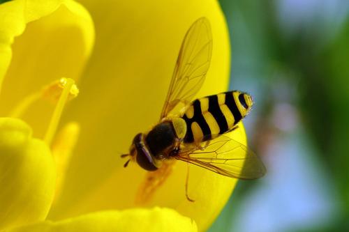 Réf. 63 232 : Syrphus sp.