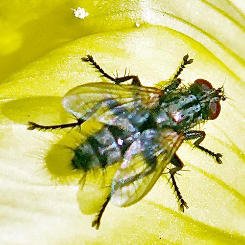 Réf. 63 914 : Stevenia sp.