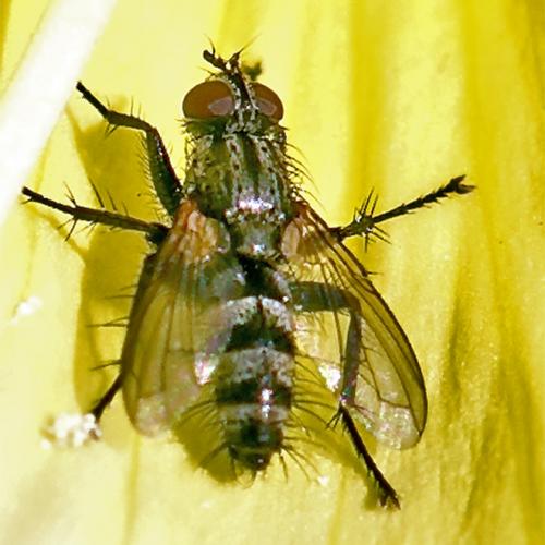 Stevenia sp.