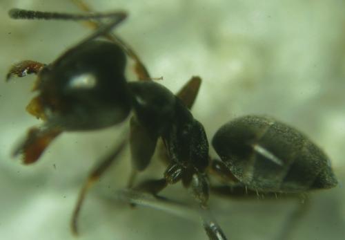 Tapinoma magnum
