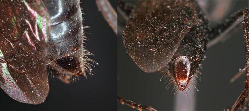Auplopus carbonarius