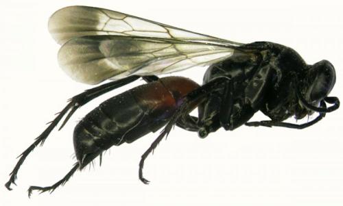 Telostegus cretensis