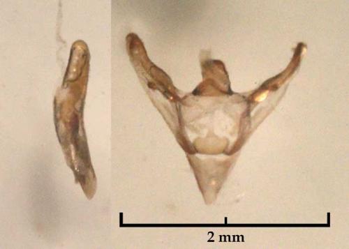 Tephronia sepiaria