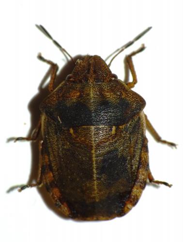 Eurygaster testudinaria