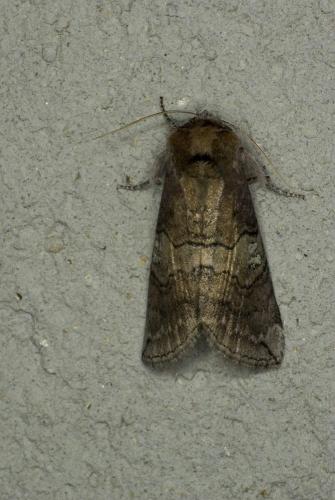Réf. 63 148 : Tethea ocularis