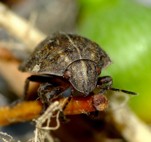 Odontotarsus purpureolineatus