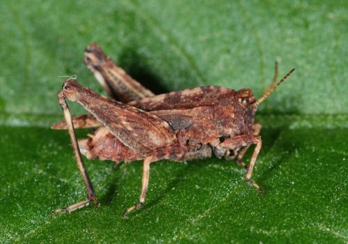 Réf. 63 497 : Tetrix undulata