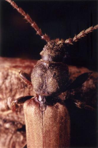 Tetropium fuscum