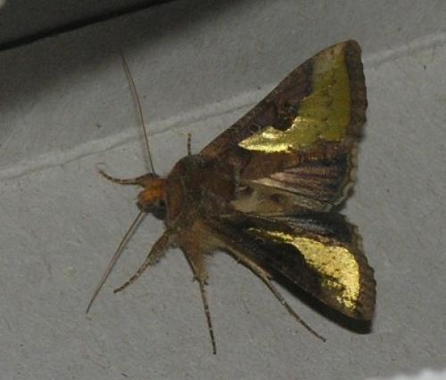 Thysanoplusia orichalcea