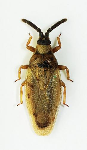 Réf. 63 402 : Catoplatus horvathi