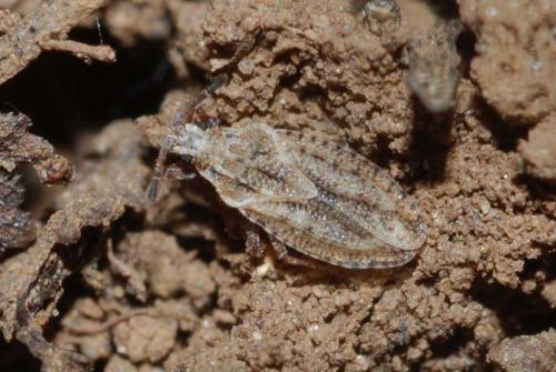 Réf. 63 701 : Tingis maculata