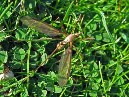 Tipula sp.