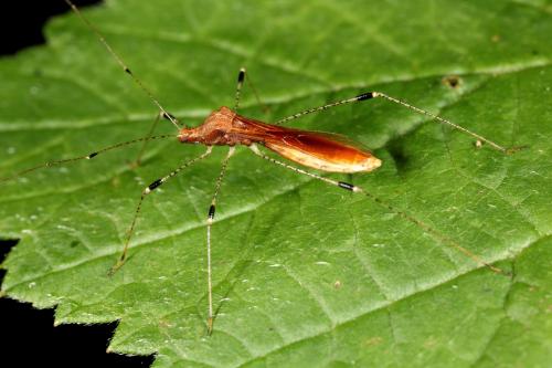 Réf. 63 507 : Metatropis rufescens