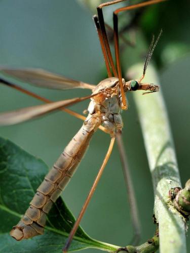 Tipula paludosa