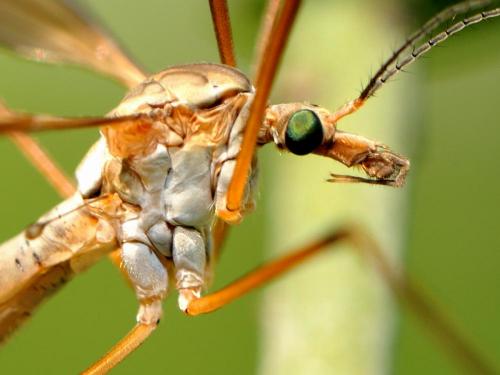 Tipula paludosa