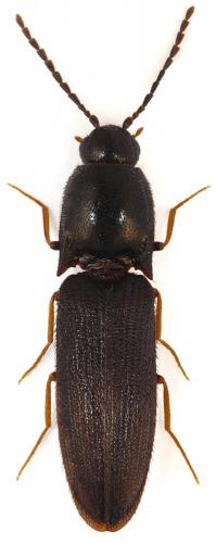 Réf. 63 955 : Procraerus tibialis