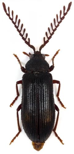 Cerophytum elateroides