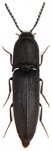 Réf. 63 957 : Megapenthes lugens