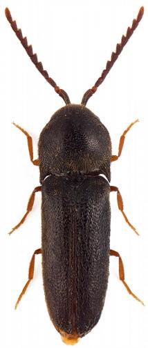 Microrhagus emyi