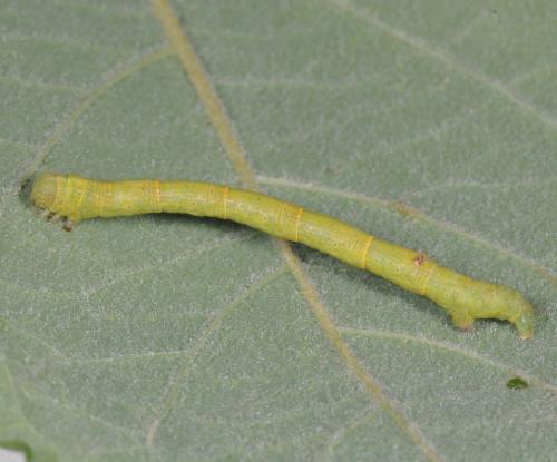 Parectropis similaria