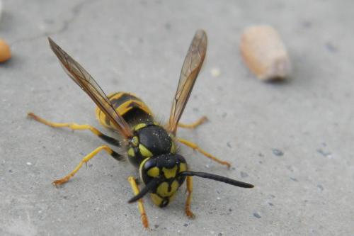 Réf. 63 857 : Vespula sp.
