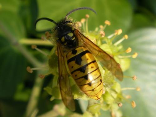 Vespula germanica