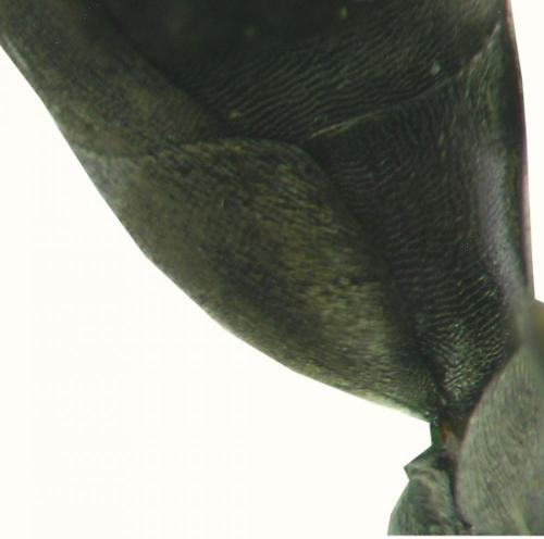 Réf. 63 024 : Microphadnus pumilus