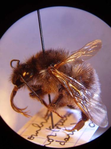 Réf. 63 722 : Bombus hortorum