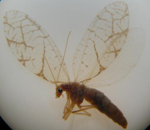 Micromus lanosus