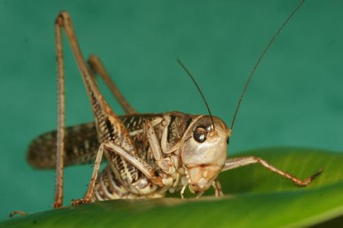 Réf. 63 186 : Decticus albifrons