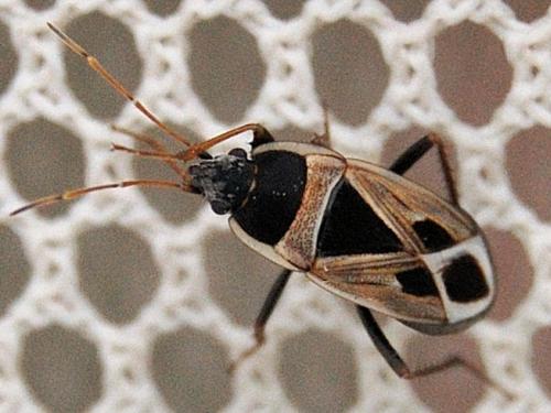 Réf. 63 220 : Xanthochilus saturnius