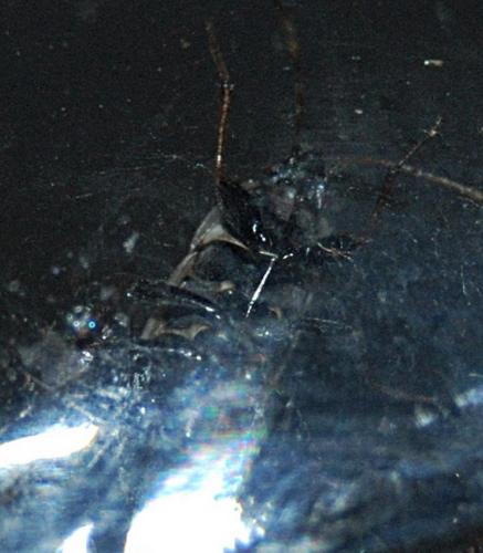 Réf. 63 221 : Xanthochilus saturnius
