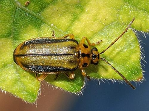 Réf. 63 391 : Xanthogaleruca luteola