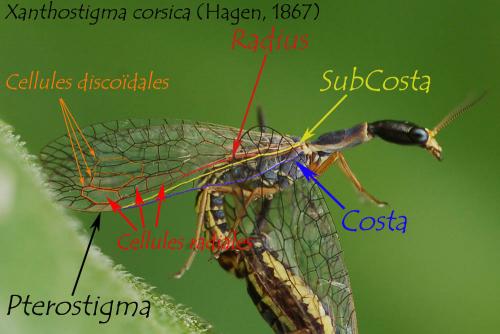 Réf. 63 250 : Xanthostigma corsicum