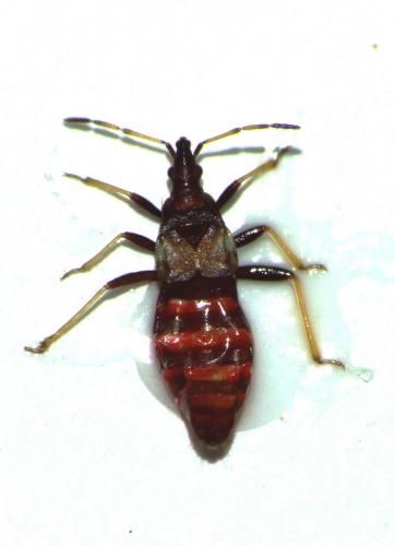 Temnostethus gracilis