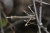 Empusa pennata