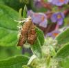 63557 – Photo : Sherwood – France (75)